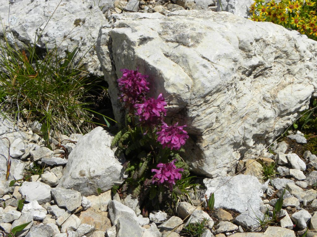 Pedicularis cfr. verticillata (Orobanchaceae)